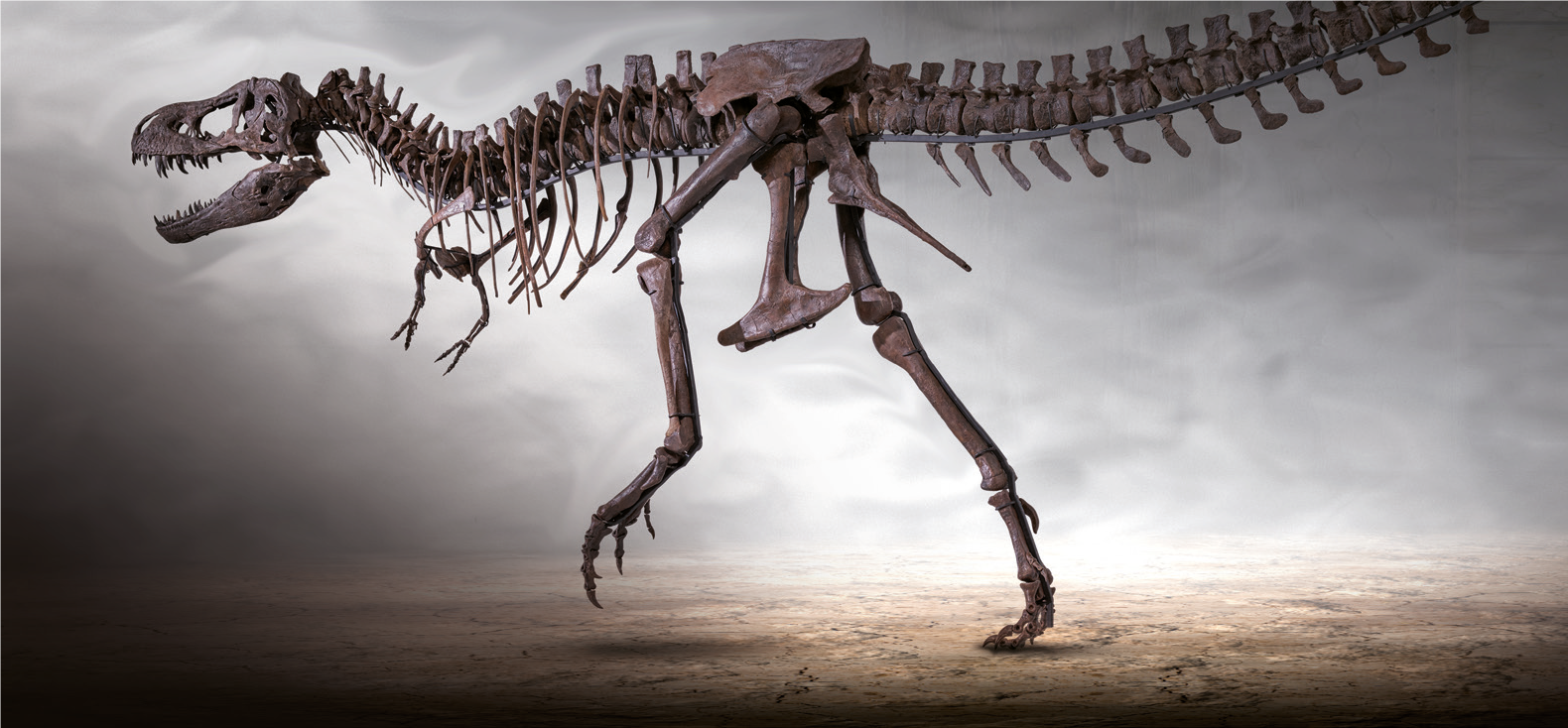 Dinosaurier Museum Altmühltal - T-Rex Rocky